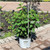 Hydrangea paniculata Pinky Winky 208919